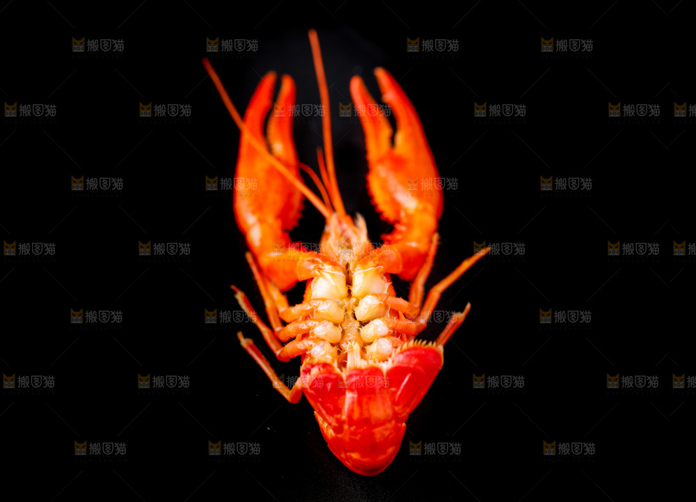 白底上的小龙虾