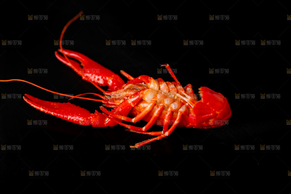 白底上的小龙虾