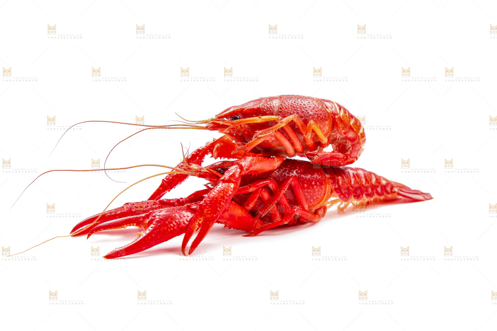 白底上放着清蒸小龙虾