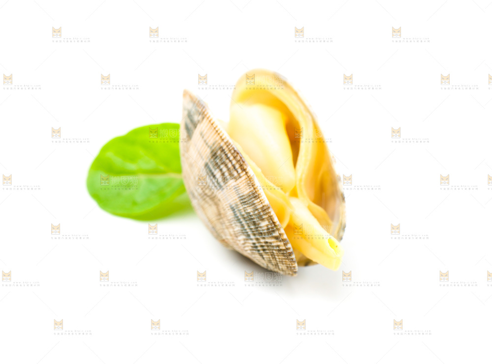 白底上放着蛤蜊