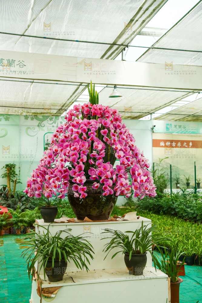 摆放着的植物花
