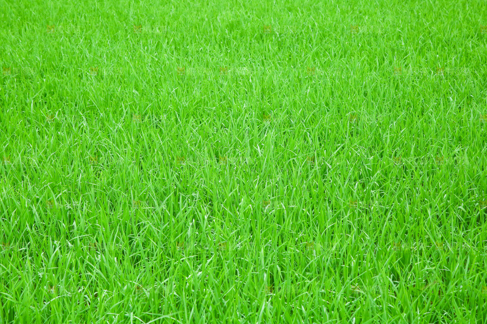 一片绿油油的草地
