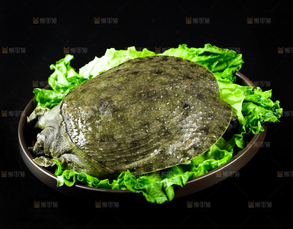 黑底上放着甲鱼