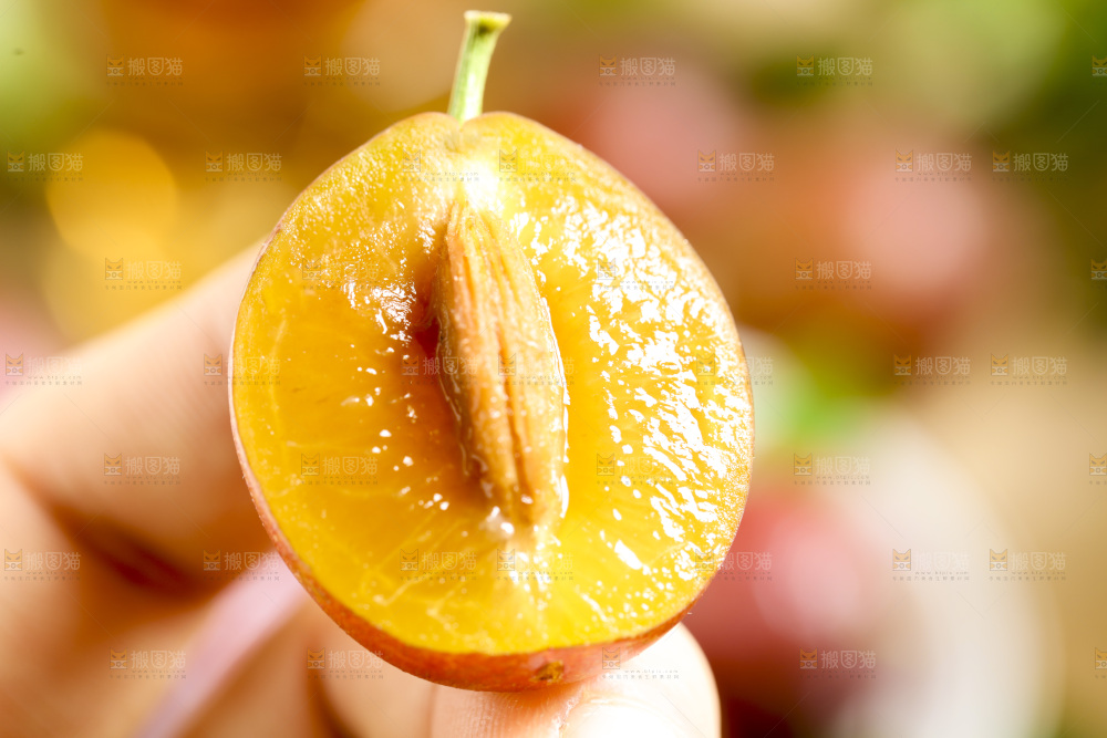 手里拿着新疆西梅