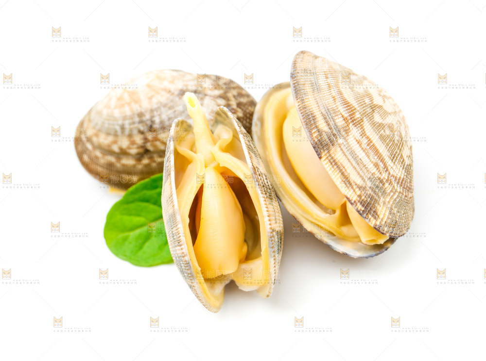 白底上放着蛤蜊