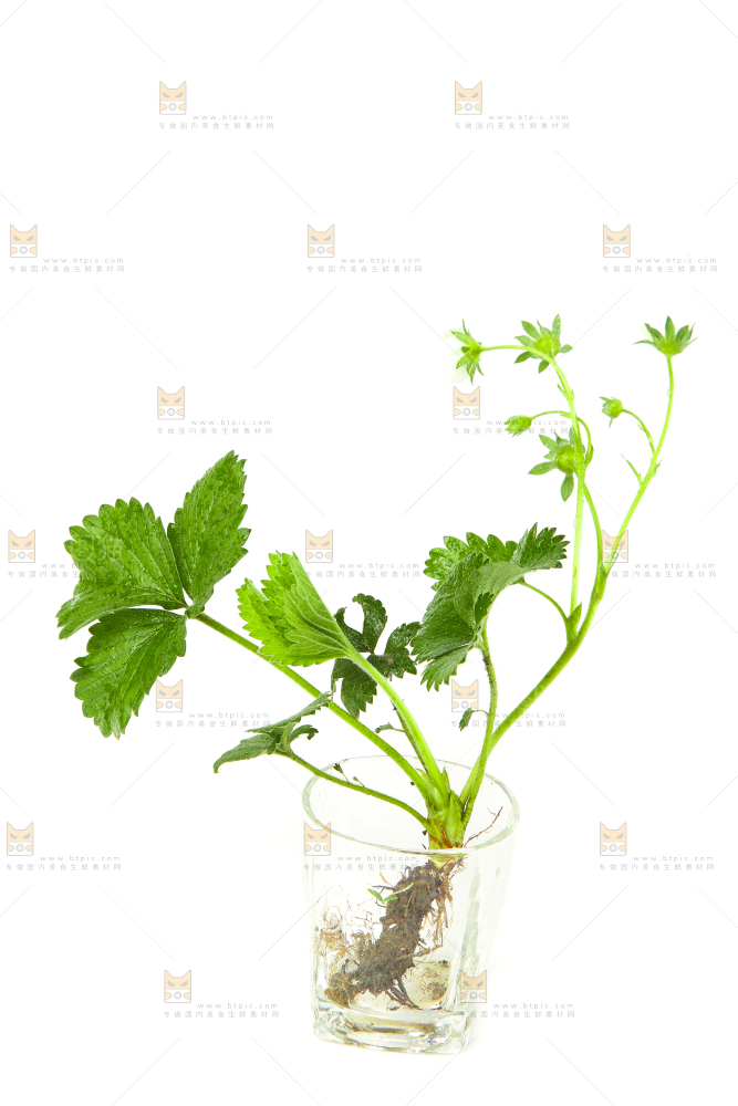 白底上的草莓花