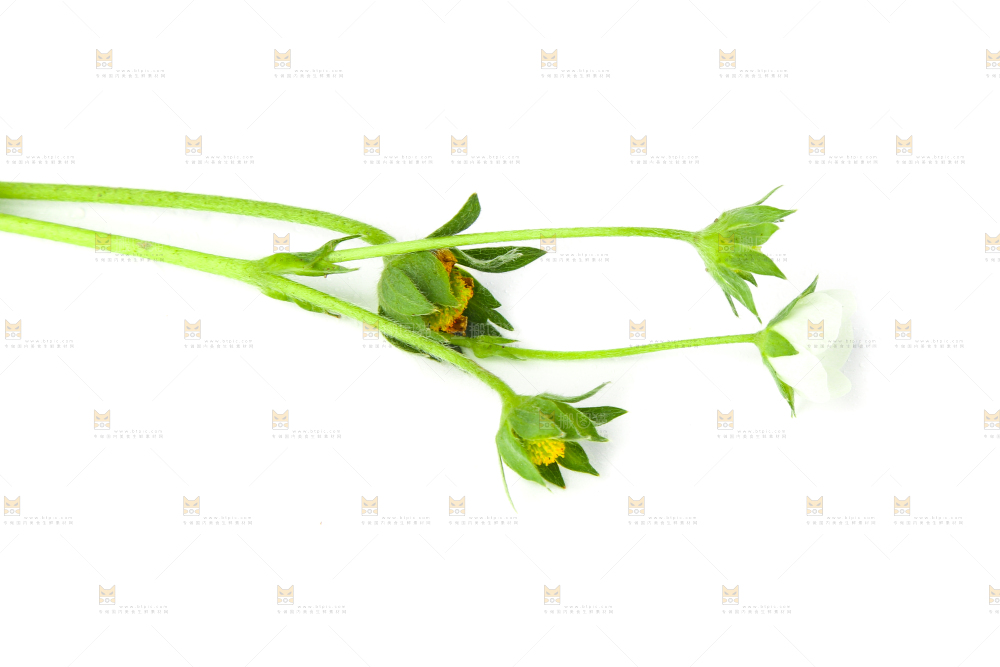 白底上的草莓花