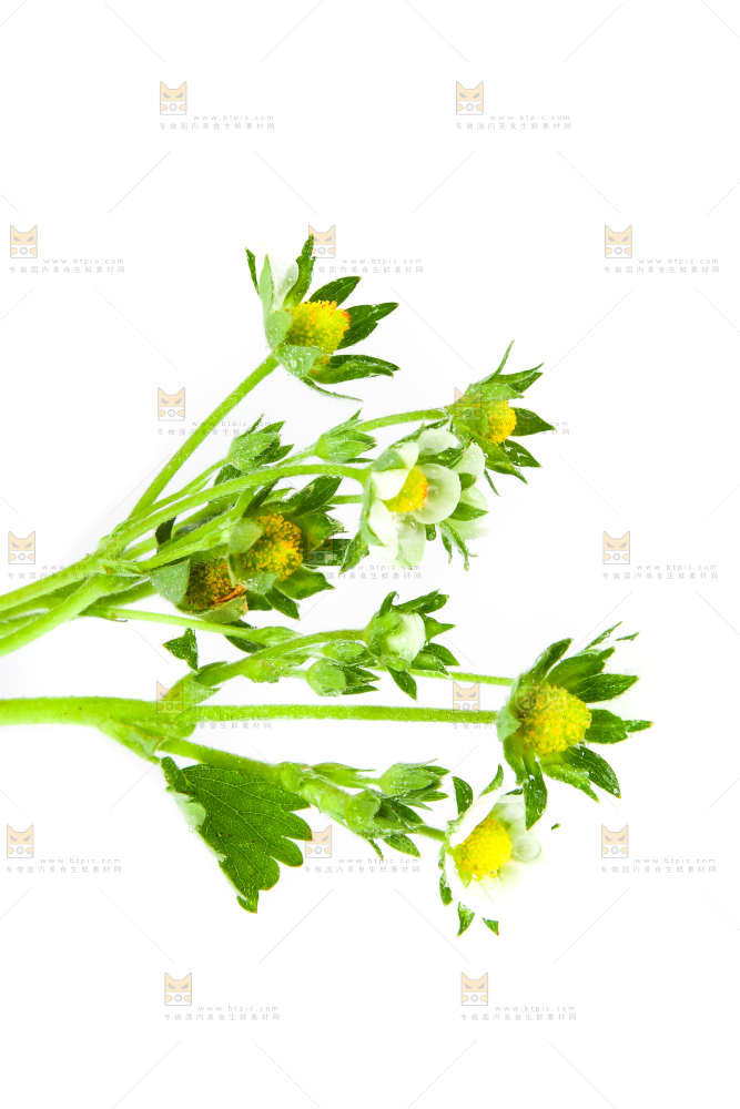 白底上的草莓花