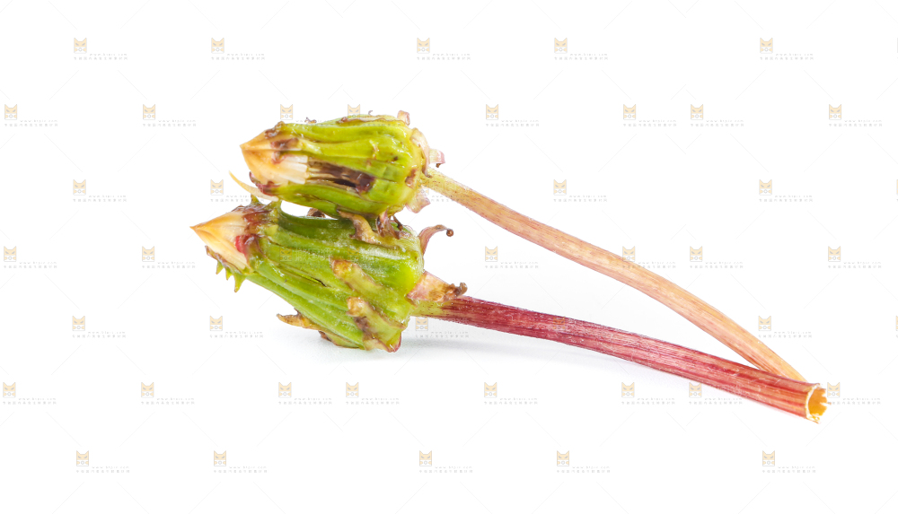 白底上的蒲公英花苞