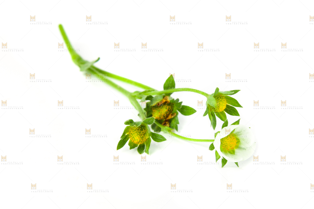 白底上的草莓花