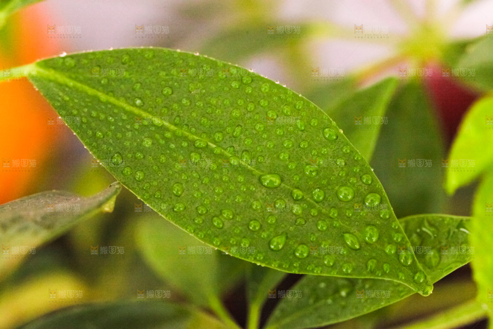 浅底上放着一片叶子