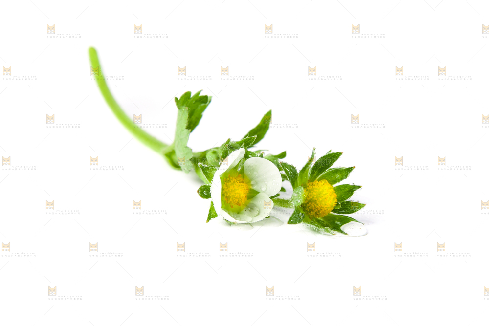 白底上的草莓花
