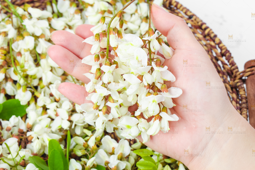 手里拿着新鲜槐花