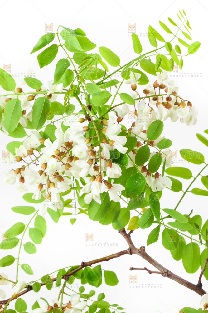 白底上放着杨槐树花