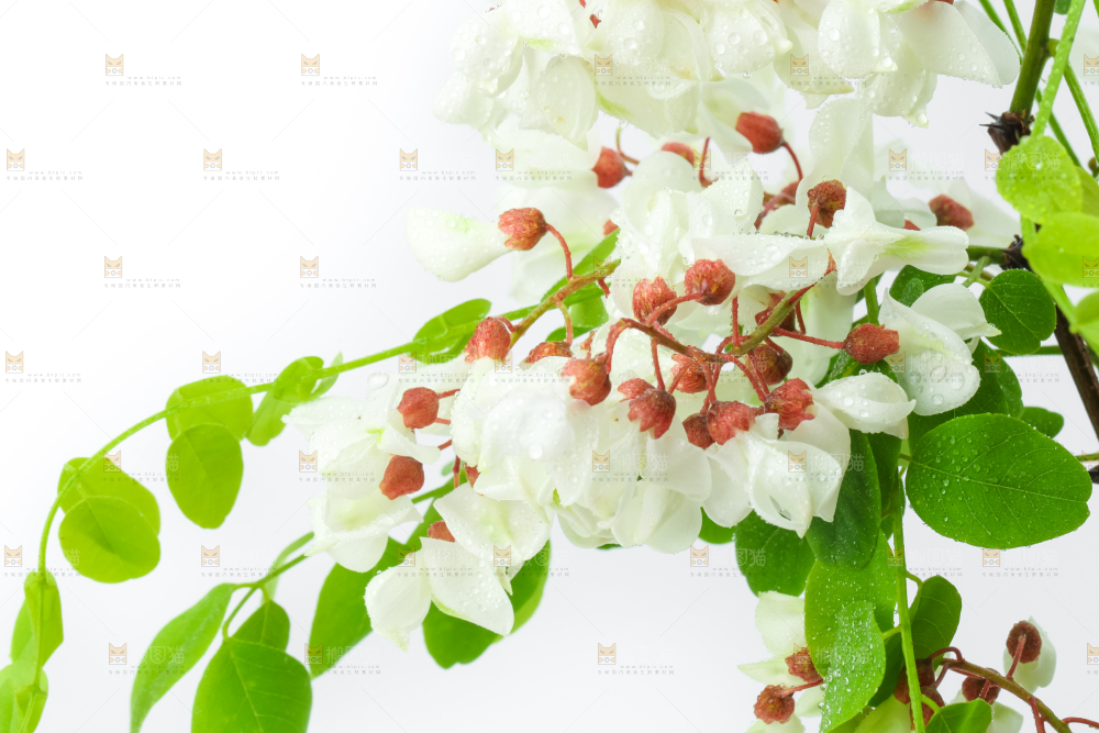 白底上放着杨槐树花