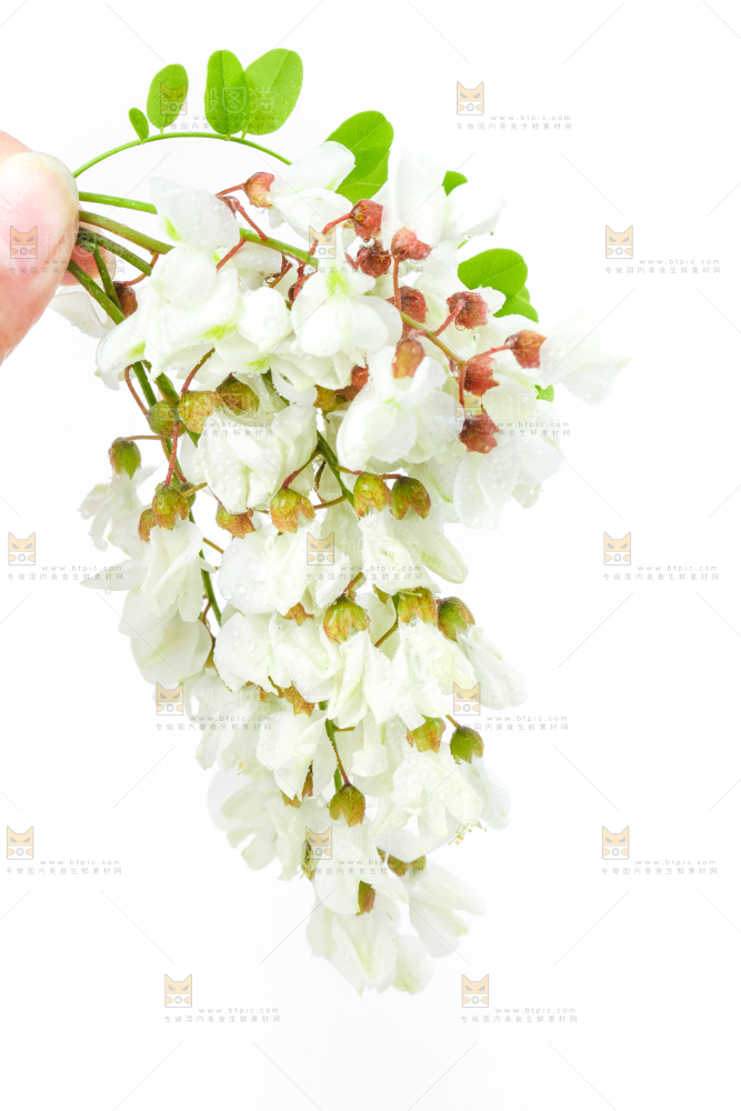 白底上放着槐花