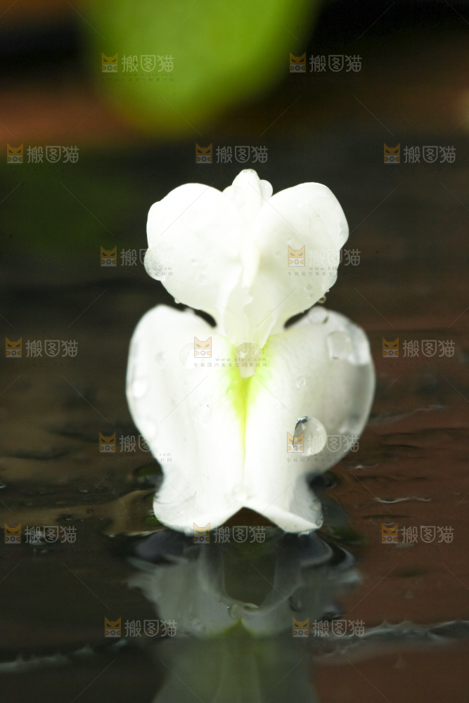 黑底上摆放着洋槐花