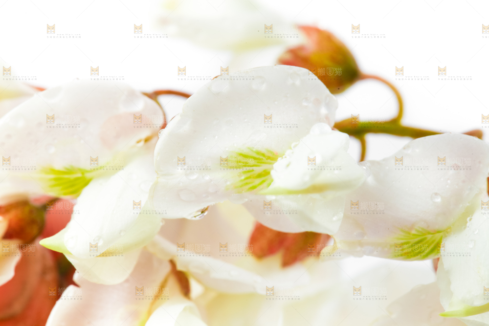 手里拿着槐树花