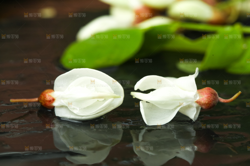黑底上摆放着刺槐树花