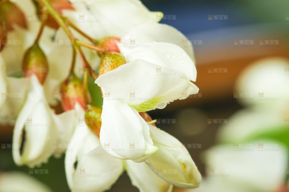 深底上摆放着野生洋槐花
