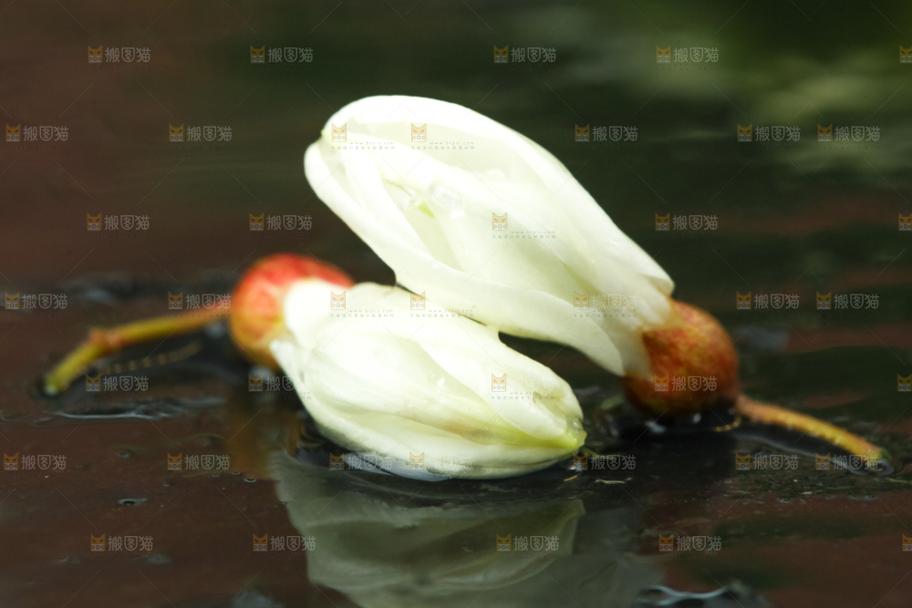 黑底上摆放着刺槐树花