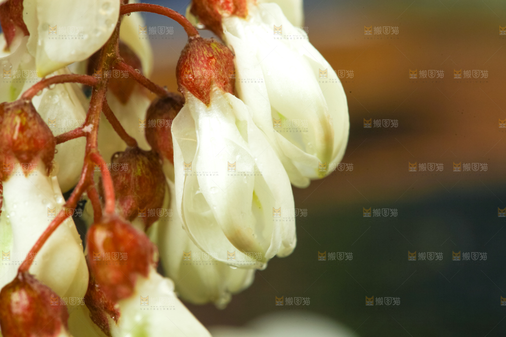 深底上摆放着野生洋槐花
