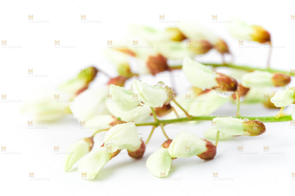 白底上摆放着洋槐花