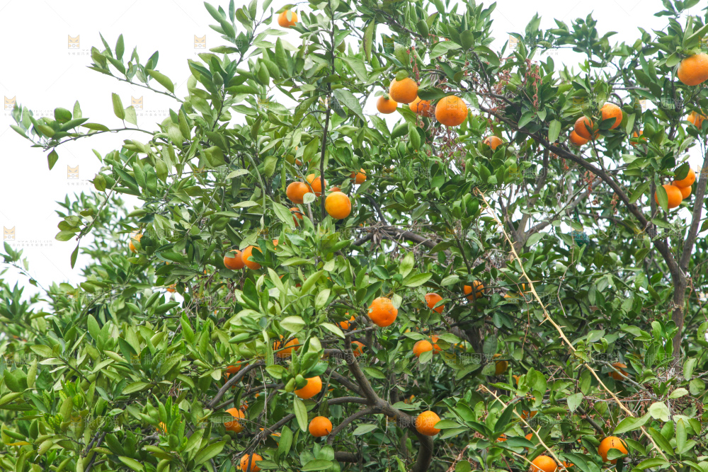 橘子种植基地