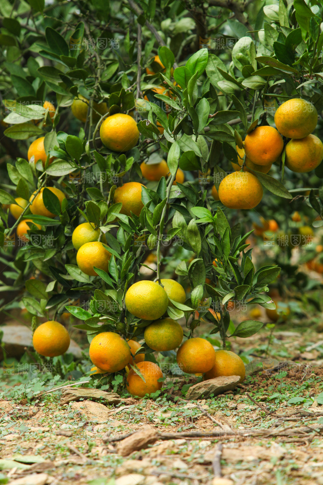 橘子种植基地