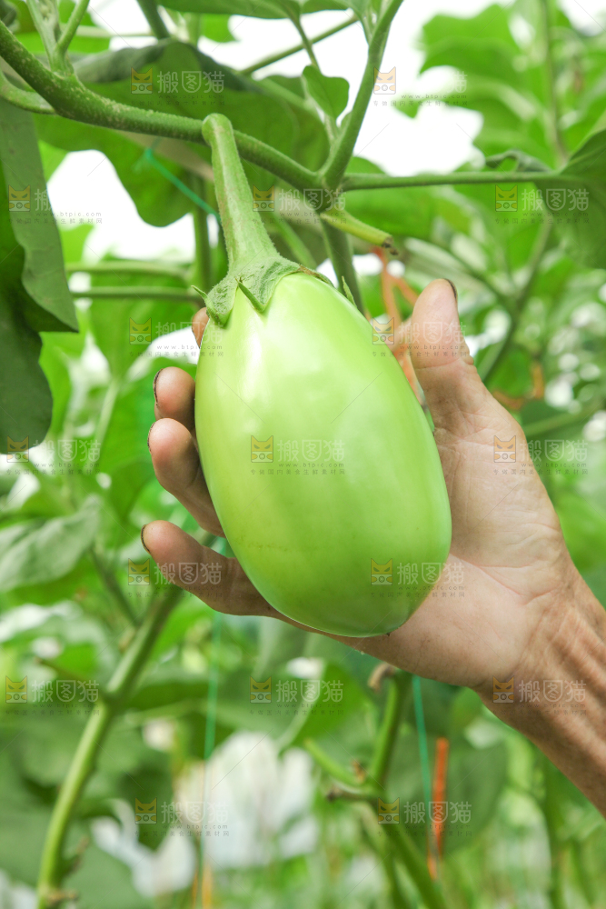 藤子上的茄子