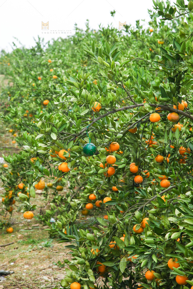 橘子种植基地