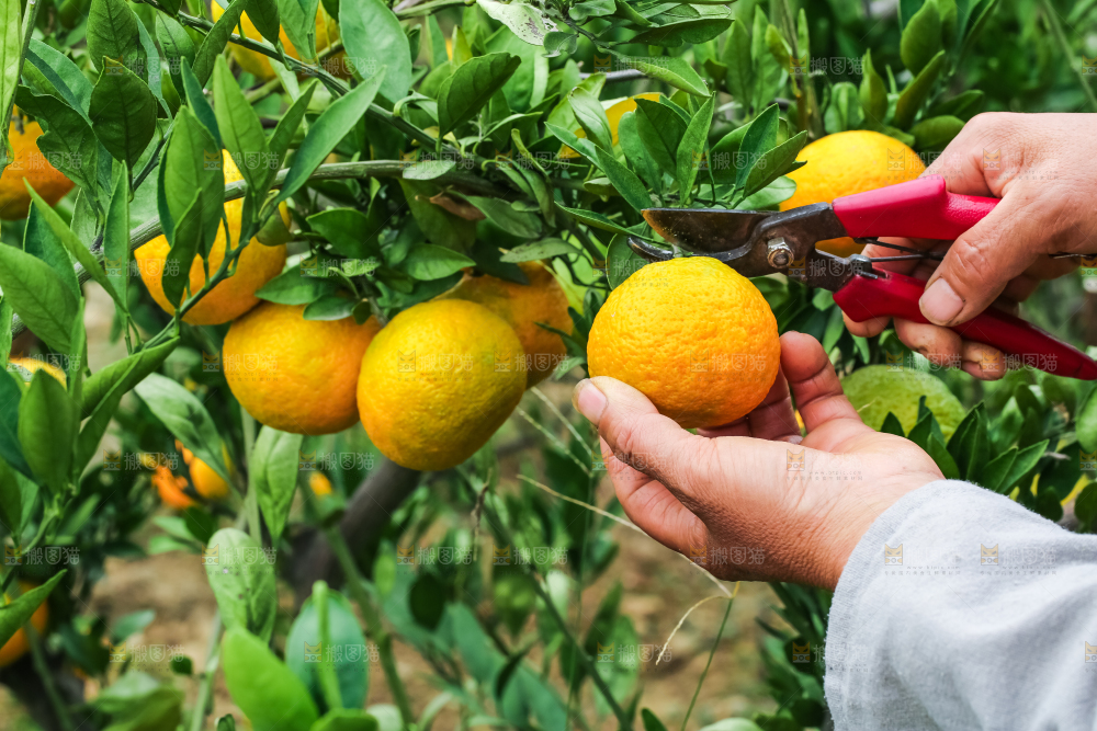 农民正在摘橘子