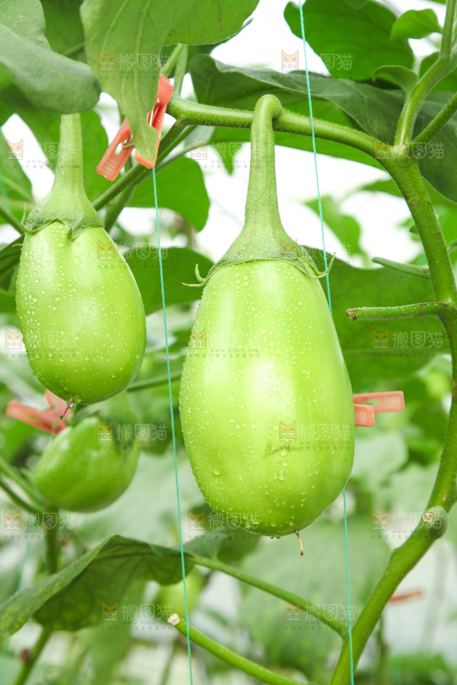 藤子上的茄子