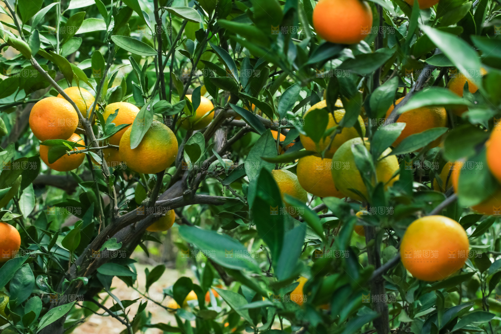 树上结着椪柑橘