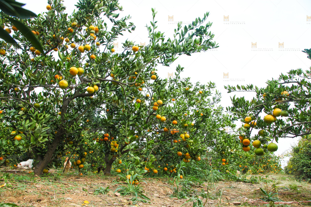 橘子种植基地