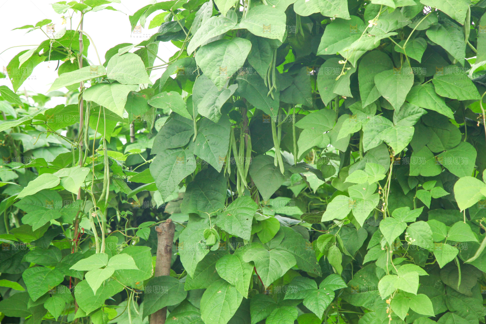 园子里种着四季豆