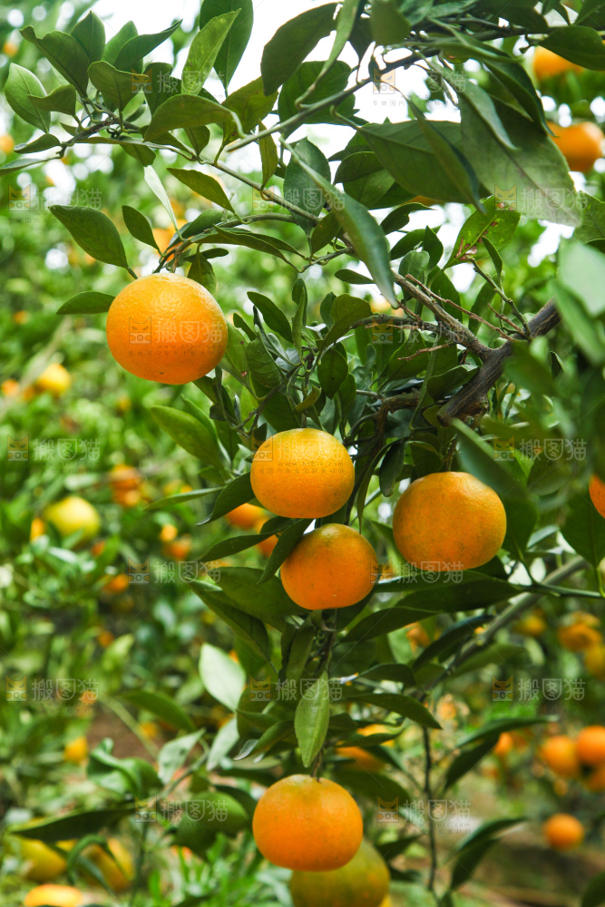 橘子种植基地