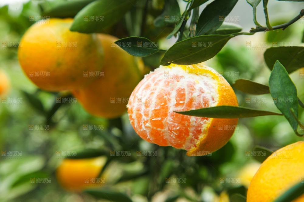 橘子种植基地