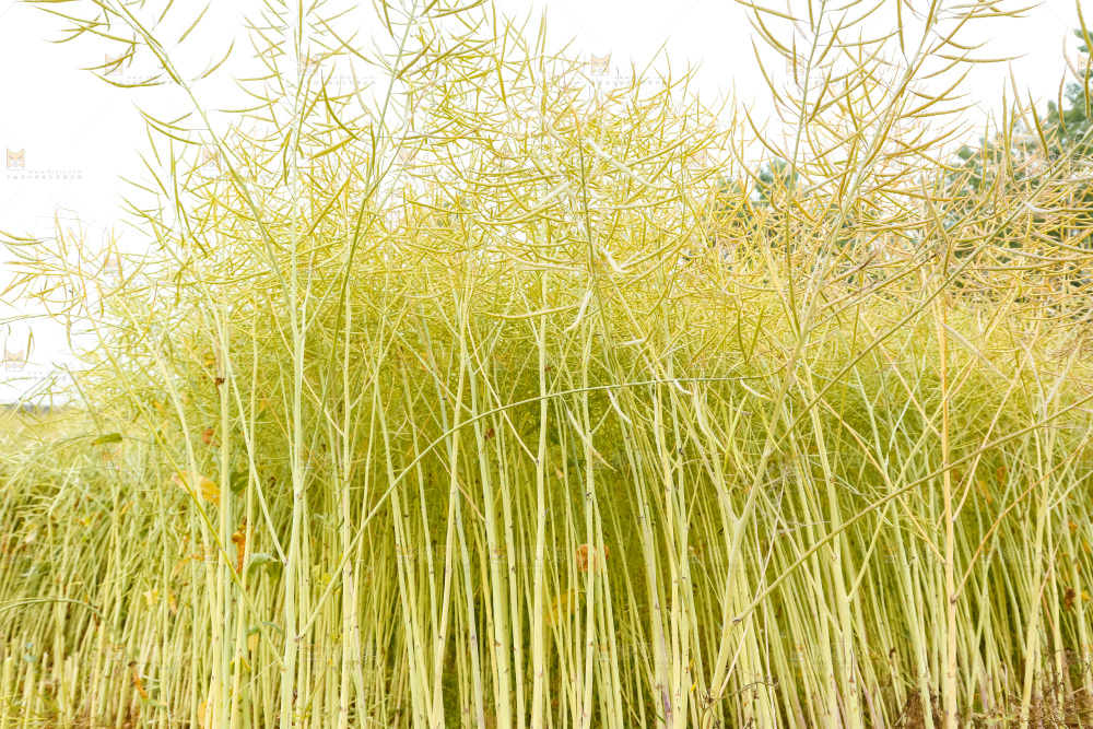 地里的油菜
