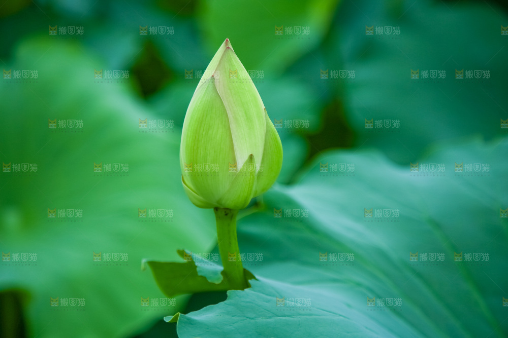 一朵荷花花苞