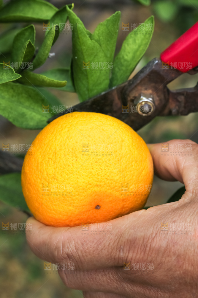农民正在摘橘子