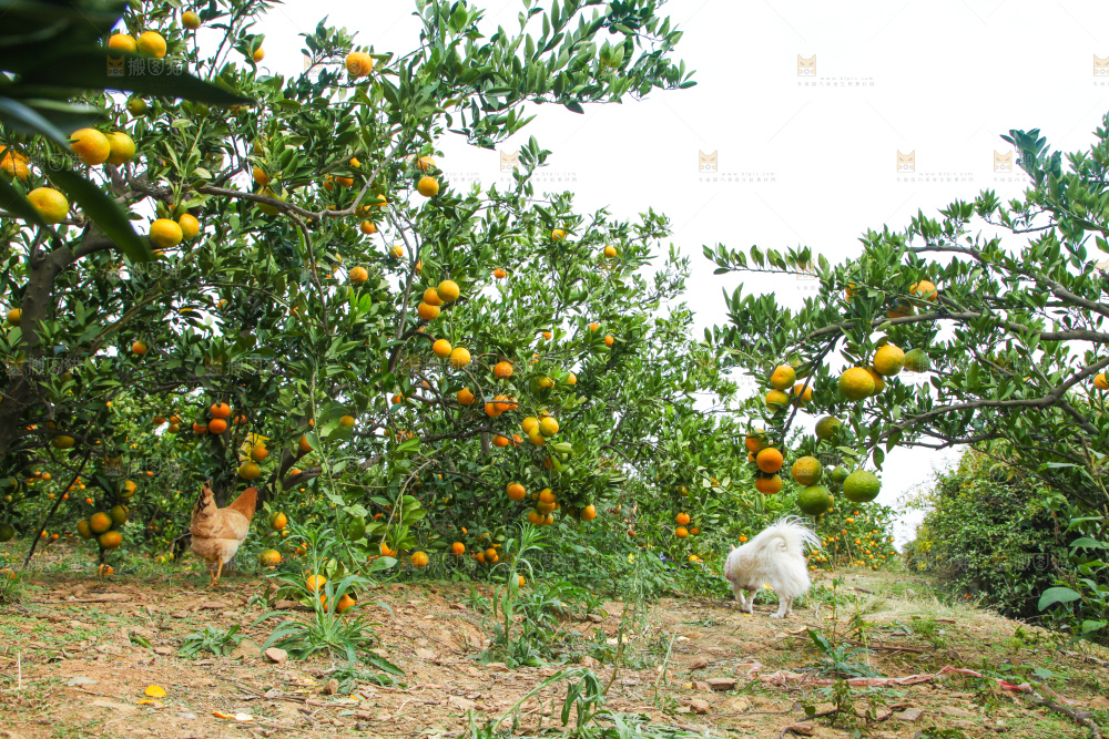 橘子种植基地