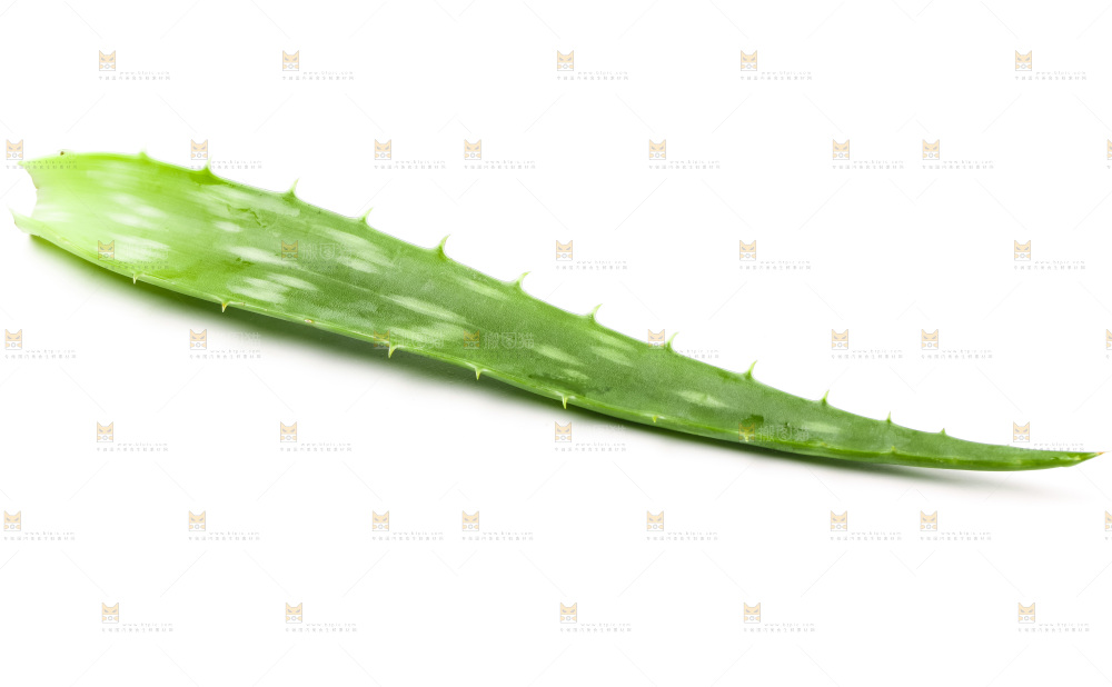 白底上放着芦荟