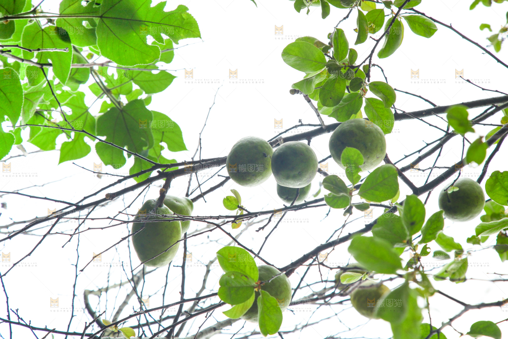 树上挂着酸木瓜