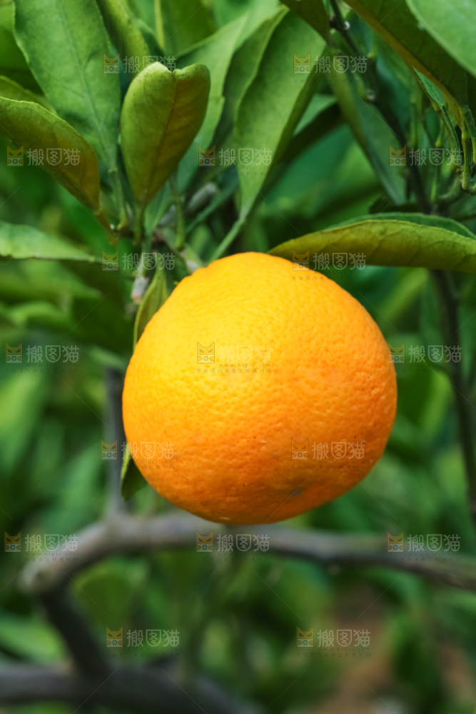 树上结着椪柑橘