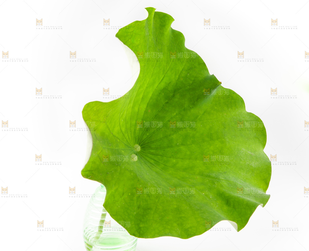 白底上的荷叶