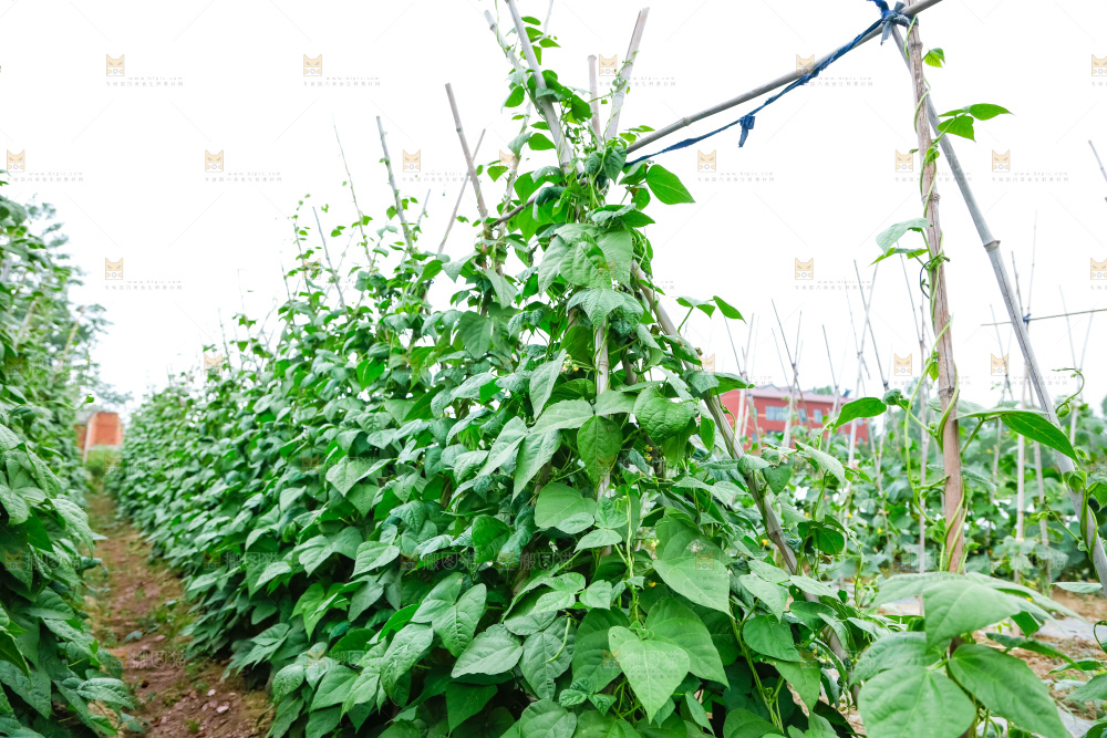 菜园里的豇豆