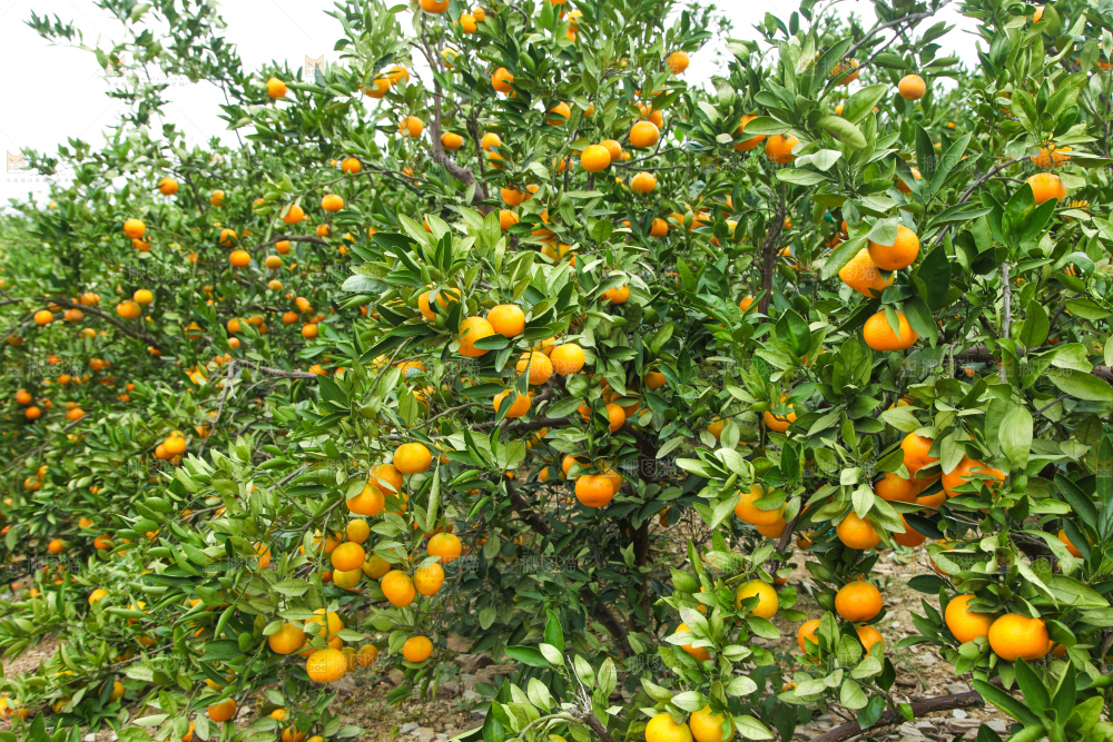 橘子种植基地