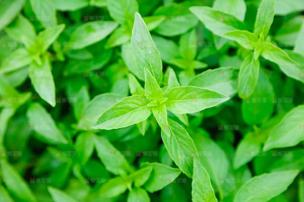 田里的荆芥