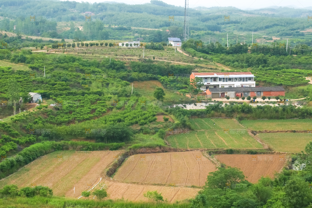 山上的桃林